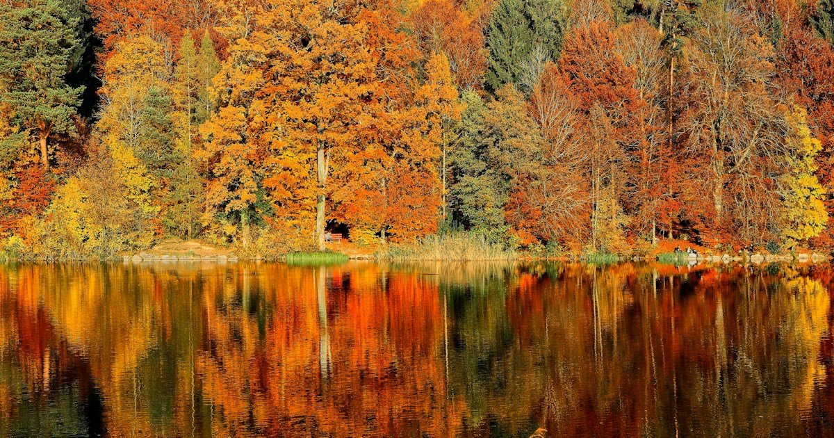 Autumn forest with red and orange maple leaves in October, fall foliage destination