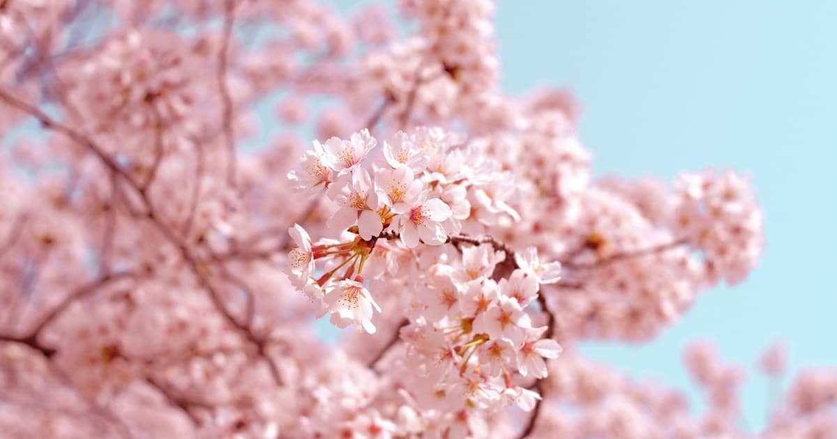 Cherry blossom trees in full bloom along river in Japan spring sakura season