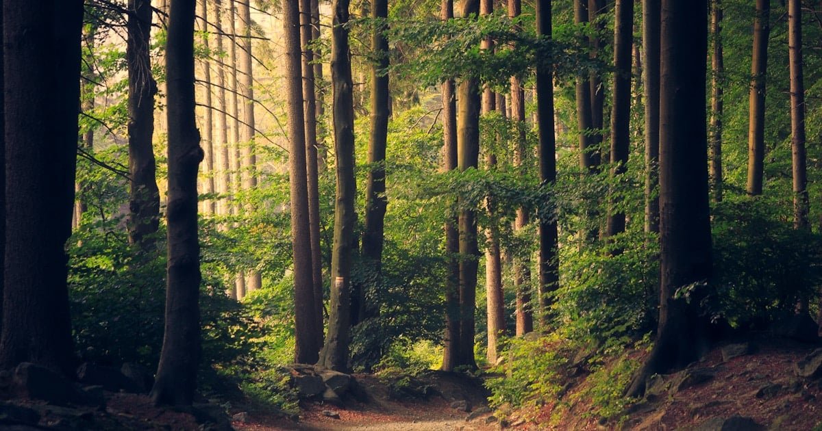 Quiet forest cabin retreat in mountains with no crowds around, JOMO travel destination